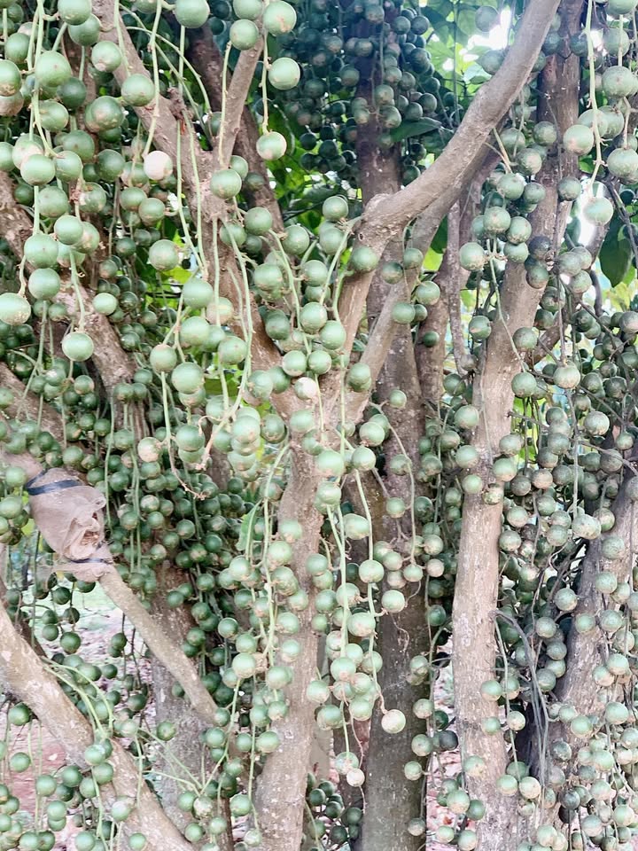 Đất thổ cư 2 mặt tiền xã Krông Năng 700m² - Cơ hội đầu tư vàng!