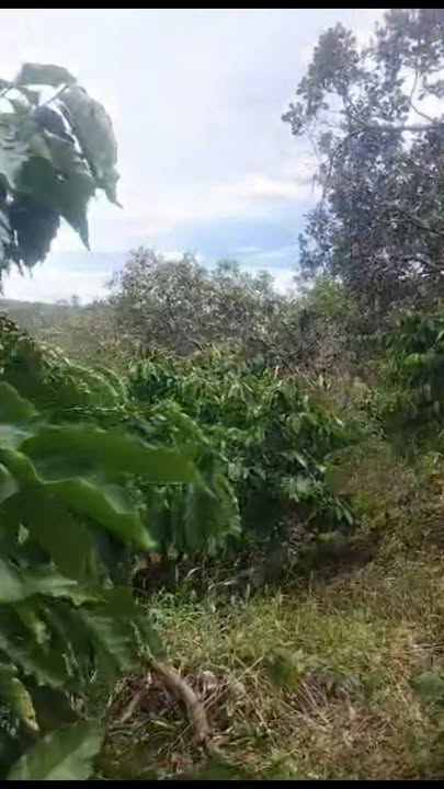 Đất Farm Phú Sơn Bù Đăng 20.000m² giá 2.5 tỷ - Tiềm năng đầu tư lớn!