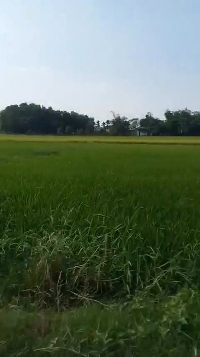 Đất thổ cư 169m² tại ấp Mới 2, Mỹ Hạnh Nam, Đức Hoà - Giá chỉ 680 triệu!