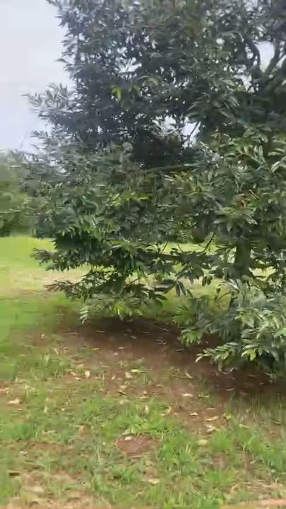 Đất nền Ea Blang Buôn Hồ 6000m² giá 3.8 tỷ - Sổ đỏ chính chủ, đầu tư sinh lời!