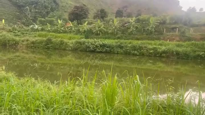 Đất nền Farm Minh Đài Tân Sơn 5000m² giá thỏa thuận - Cơ hội đầu tư tuyệt vời!