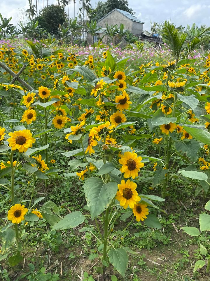 Đất thổ cư 120m² tại Hà Lam, Thăng Bình, giá chỉ 300 triệu - Cơ hội đầu tư hấp dẫn!