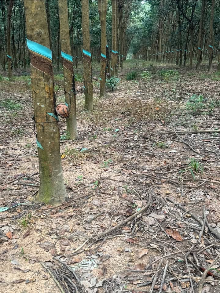 Đất Farm 50.000m² Lạc Hà, Tánh Linh, Bình Thuận giá 7 tỷ - Đầu tư sinh lời ngay!