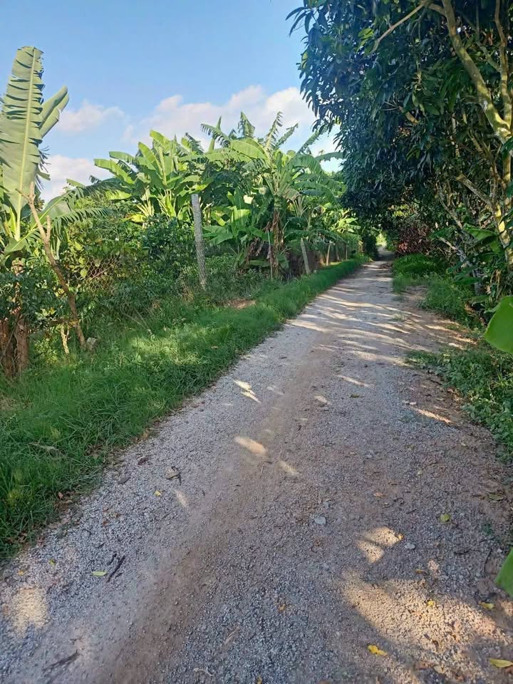 Đất thổ cư Hội An, Chợ Mới 90m² giá 280 triệu - Pháp lý rõ ràng!