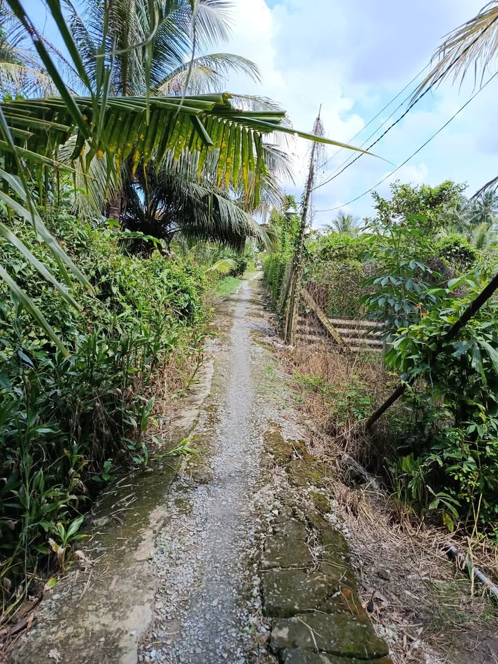 Đất nền Tân Phú Cai Lậy 100m² giá 300 triệu - Sổ hồng chính chủ