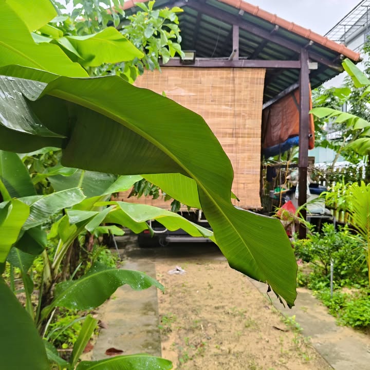 Nhà vườn phố cổ Hội An 405m² giá 6 tỷ - Tiềm năng đầu tư lớn!