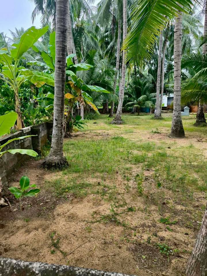 Đất thổ cư 400m² Cửu Lợi Nam, Hoài Nhơn - Giá 700 triệu, gần trường học!