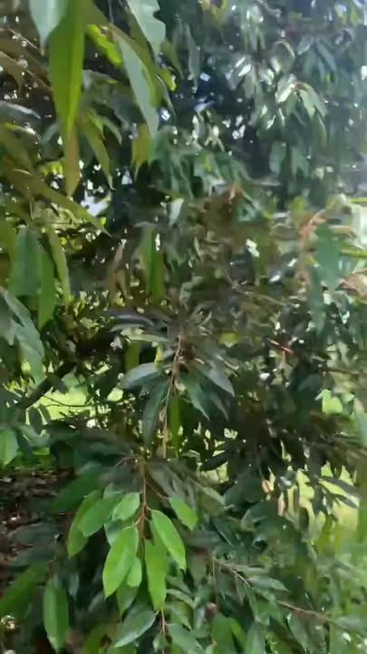 Farm đất vườn sầu riêng Thái 20.000m² giá thỏa thuận - Kinh doanh ổn định 4 năm!