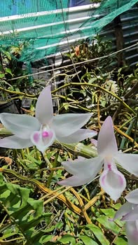 Đất nền 300m² xã Quảng Tín, Đắk R'Lấp - Mặt tiền đường nhựa, giá 700 triệu!