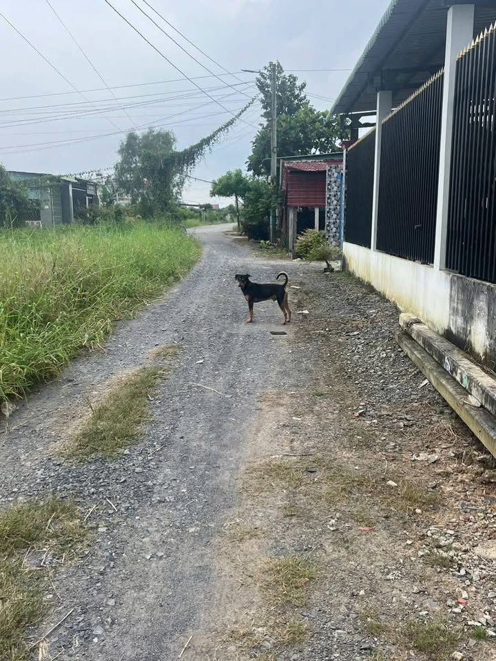 Đất nền thổ cư 70m² giá chỉ 720 triệu - Đầu tư sinh lời tại Đức Hòa!