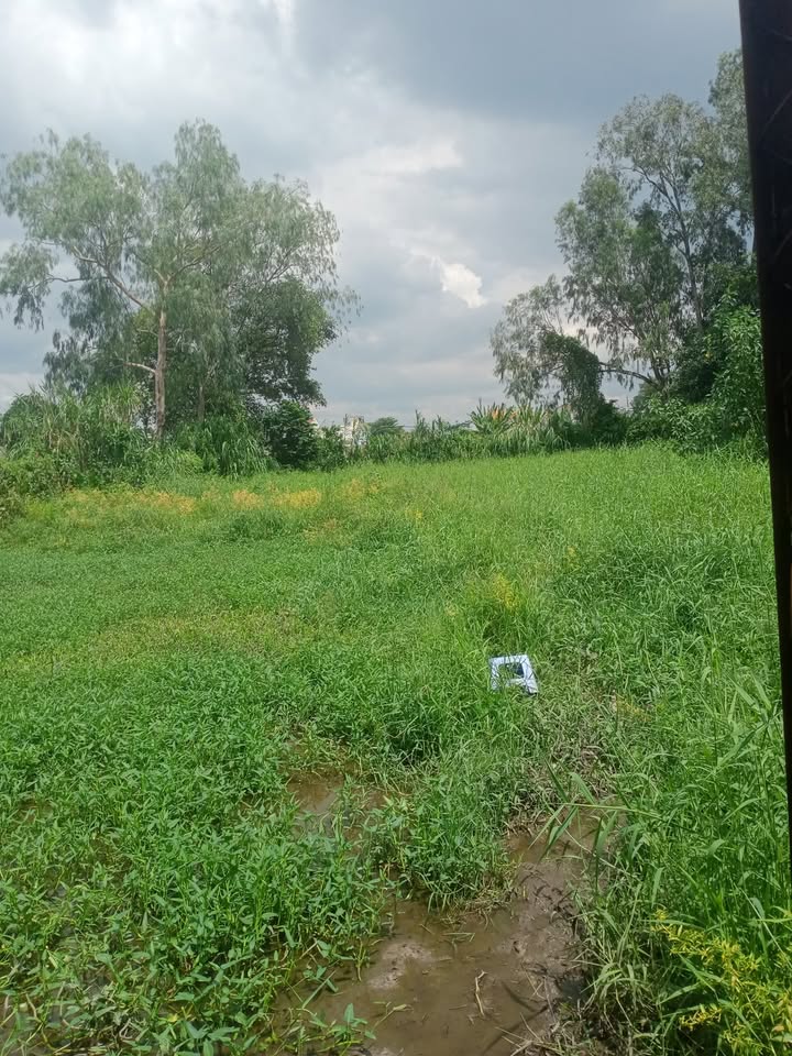 Đất vườn 1000m² cho thuê tại đường Huỳnh Thị Hai, quận 12 - Phù hợp cho trồng trọt!