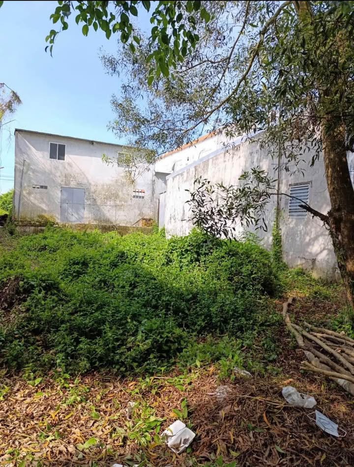 Đất nền thổ cư 64m² tại ấp Tây Sơn, Thoại Sơn - Giá chỉ 450 triệu!