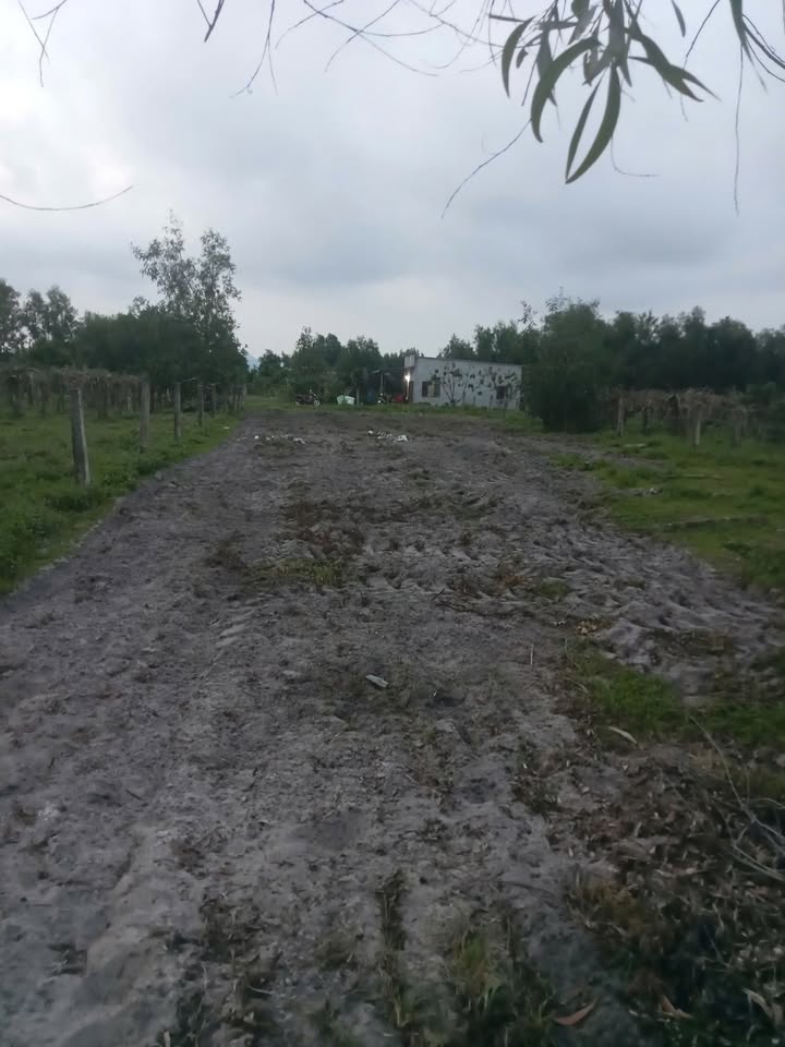 Đất nền 1000m² tại Tân Tiến, La Gi - Giá chỉ 800 triệu - Đầu tư sinh lời ngay!