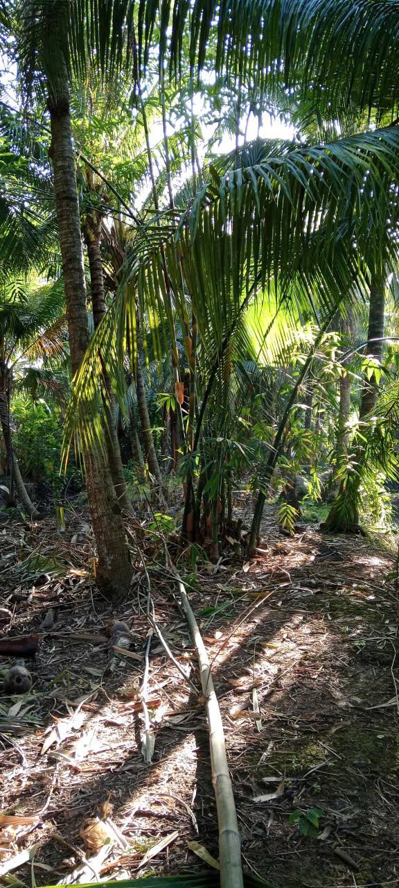 Đất vườn Dừa Sơn Phú Giồng Trôm 830m² giá 420 triệu - Cơ hội đầu tư hấp dẫn!