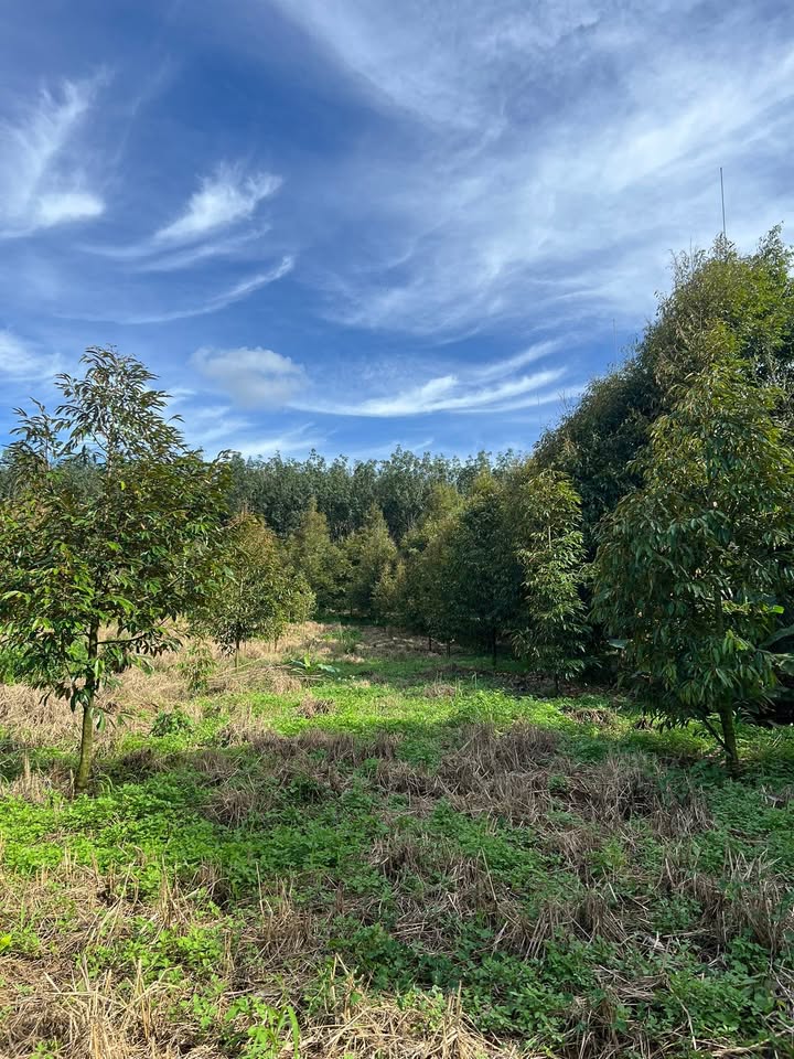 Đất Farm 3000m² tại Nhân Nghĩa, Cẩm Mỹ giá chỉ 3 tỷ - View đẹp bờ suối!