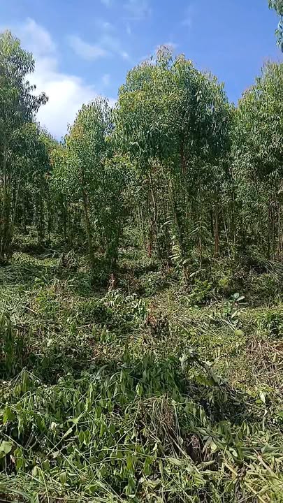 Đất rừng sản xuất 7ha tại Tây Thuận, Tây Sơn - Giá chỉ 1xx/ha!