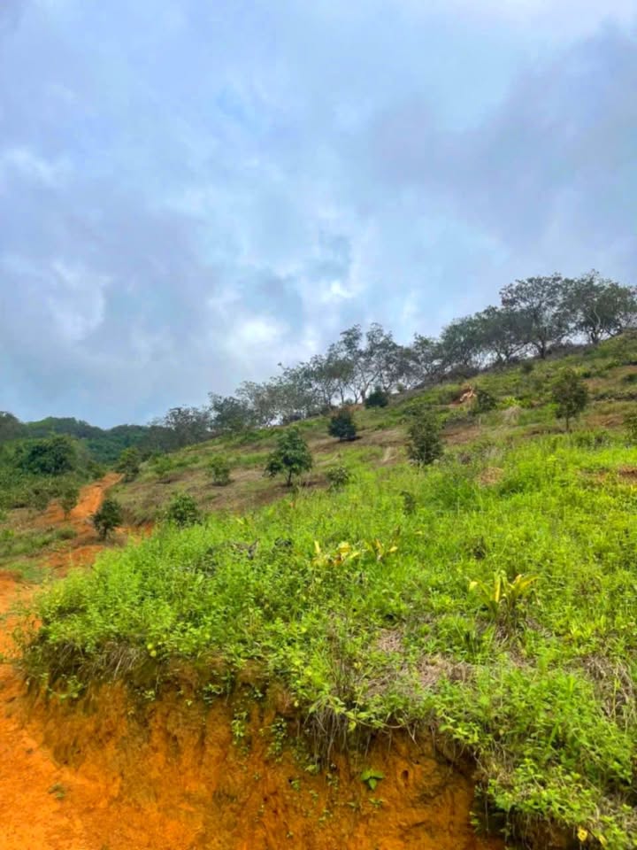 Farm Tiên Hoàng Cát Tiên 10000m² - Đất trồng sầu riêng, cần bán gấp!