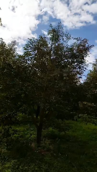 Farm 3.3ha Ea Sin - Krong Buk giá 11 tỷ - Đầu tư sinh lời từ sầu riêng!