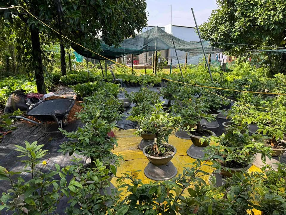 Đất nền Vĩnh Thành, Chợ Lách 500m² - Cơ hội đầu tư hấp dẫn!