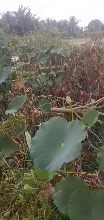 Đất trồng lúa 20 công tại Kiên Lương - Chính chủ, giá chỉ 1.5 tỷ!