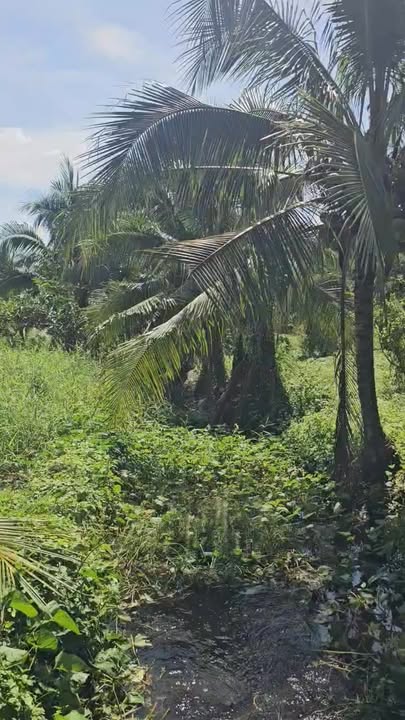 Đất thổ cư 300m² 6664m² tại Trà Cổ, Tân Phú, Đồng Nai - Phong thủy tốt, giá chỉ 5.9 tỷ!