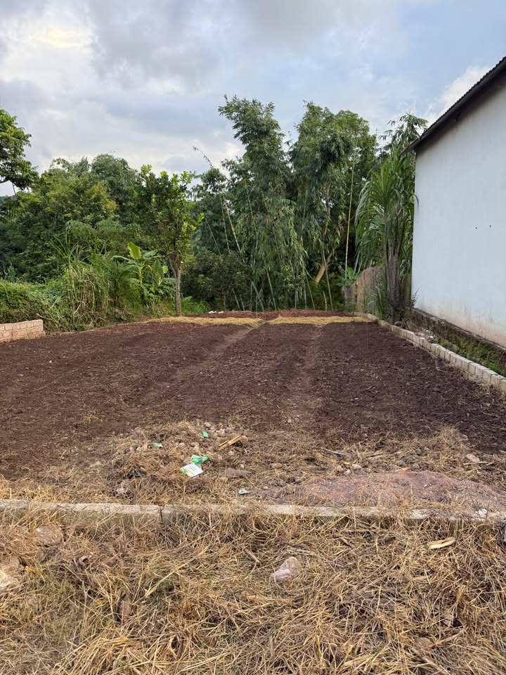 Đất thổ cư Mộc Châu 255m² giá 1.3 tỷ - Cơ hội đầu tư hấp dẫn!