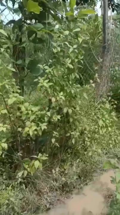 Đất nông nghiệp 18.000m² tại Thanh Lương, Bù Gia Mập - Giá chỉ 700 triệu!