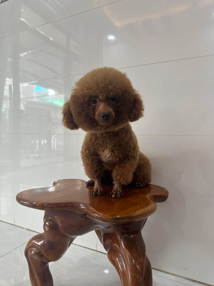 Đất nền Gia Tân 2, Thống Nhất, 340m² giá 4.08 tỷ - Sổ đỏ chính chủ!