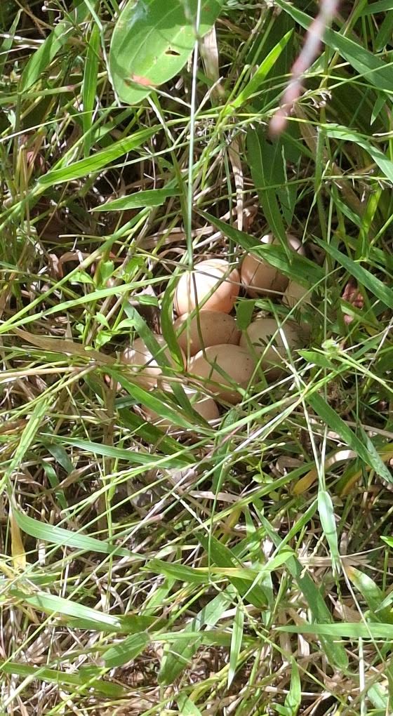 Đất thổ cư Lộc Sơn - 128m² chỉ 500 triệu - Vị trí đẹp phát triển