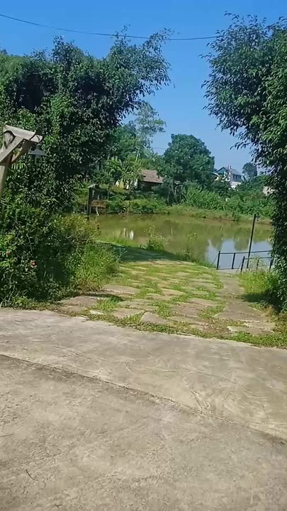 Farm Yên Bài Ba Vì 1,6ha giá thỏa thuận - Phong thủy hữu tình, không khí trong lành!