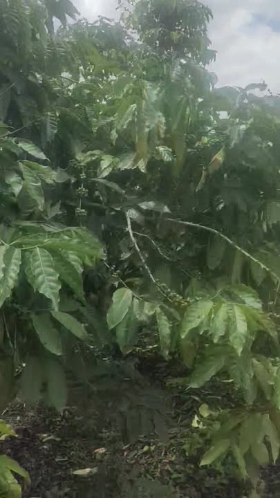 Đất nền Đạ Đờn Lâm Hà 1ha giá 9 tỷ - Tiềm năng phát triển mạnh mẽ!