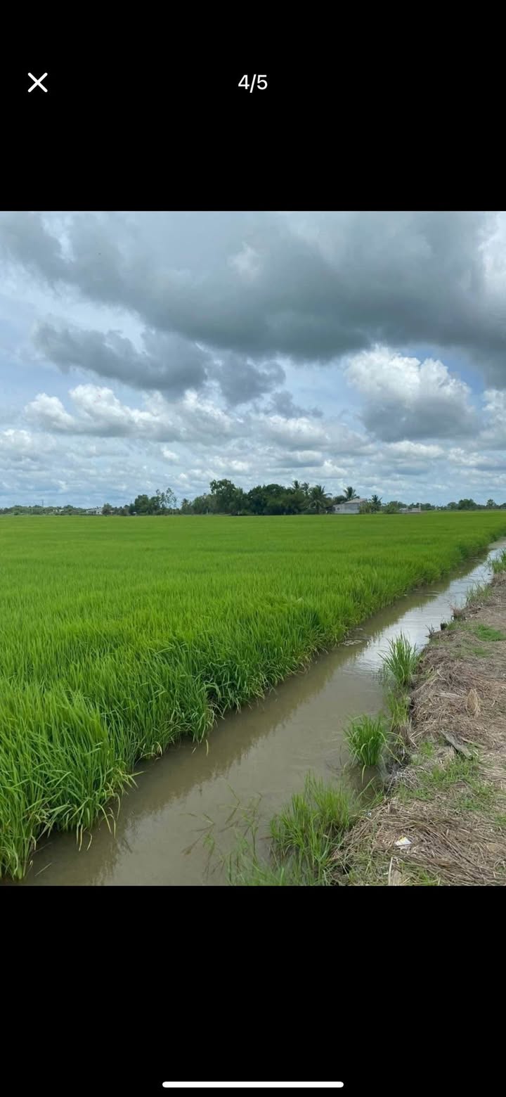 Đất nền An Ninh Tây Đức Hòa 1,2ha giá 2.5 tỷ - Đầu tư sinh lời ngay!