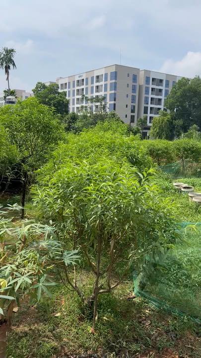 Đất ở Khu 8, xã Hà Lộc, Phú Thọ 177.9m² giá 2 tỷ - Đầu tư sinh lời hấp dẫn!