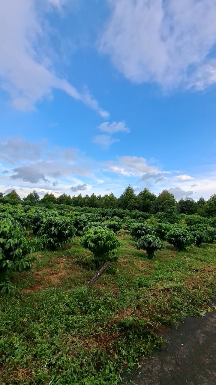 Đất thổ cư 5 sào Đá Bạc, Ngãi Giao giá 1 tỷ - Cơ hội đầu tư hấp dẫn!