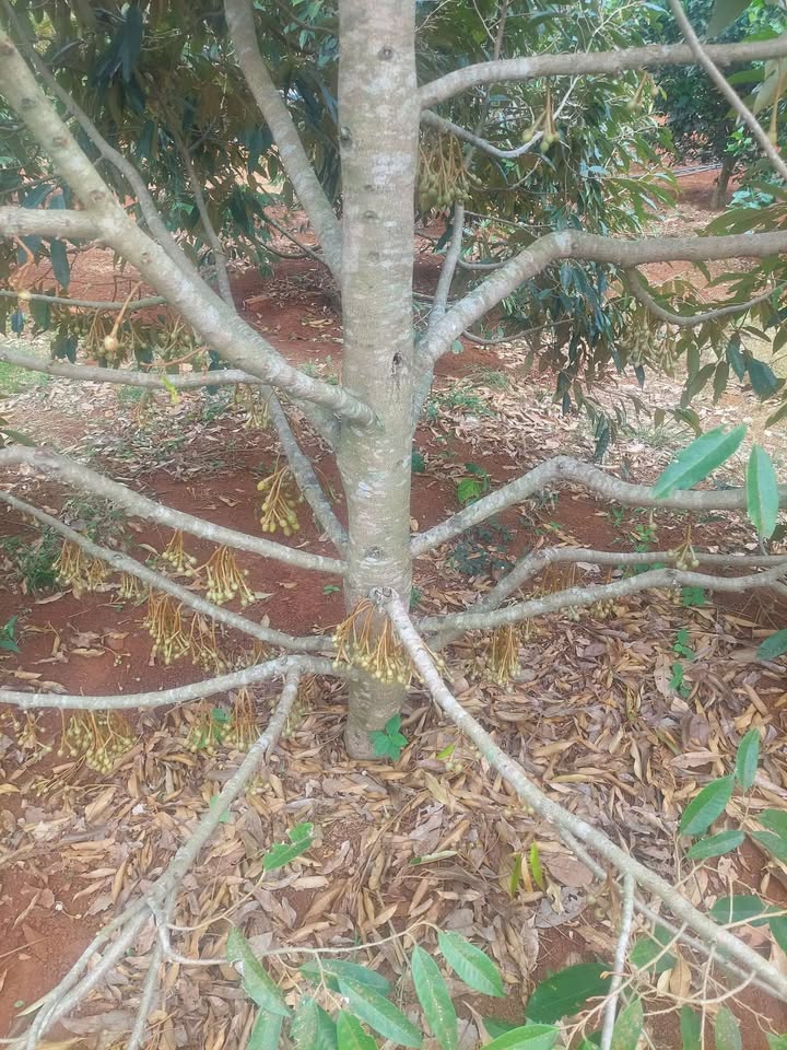 Đất nền Quảng Thành Châu Đức 1029m² giá 1.6 tỷ - Đầu tư sinh lời ngay!