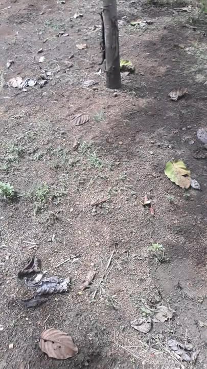 Đất nền 2,3ha xã Kông HTok huyện Chư Sê - Tiềm năng phát triển cao!