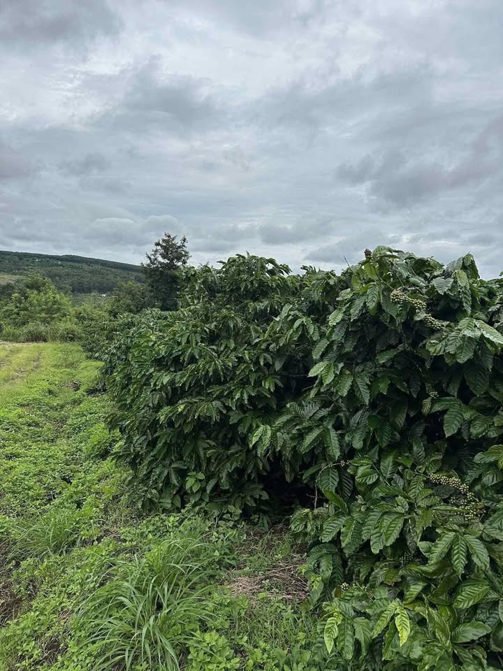 Mảnh rẫy 1,9 ha tại Ea Sol, Đắk Lắk giá 1,8 tỷ - Cơ hội đầu tư hấp dẫn!