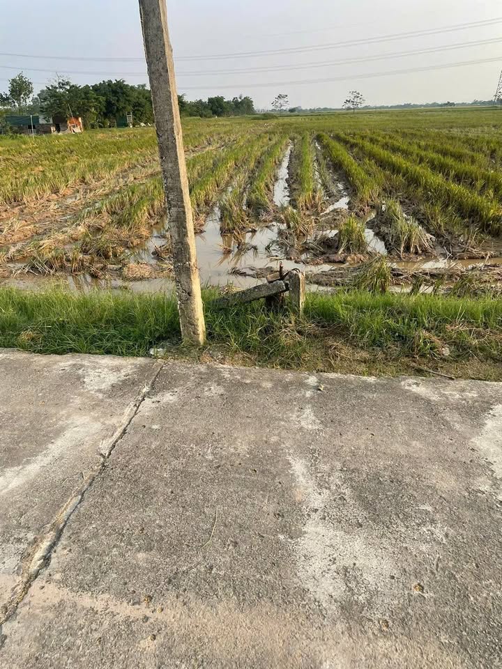 Đất 7 sào tại Thanh Văn, Thanh Oai giá 1.33 tỷ - Chính chủ bán gấp!