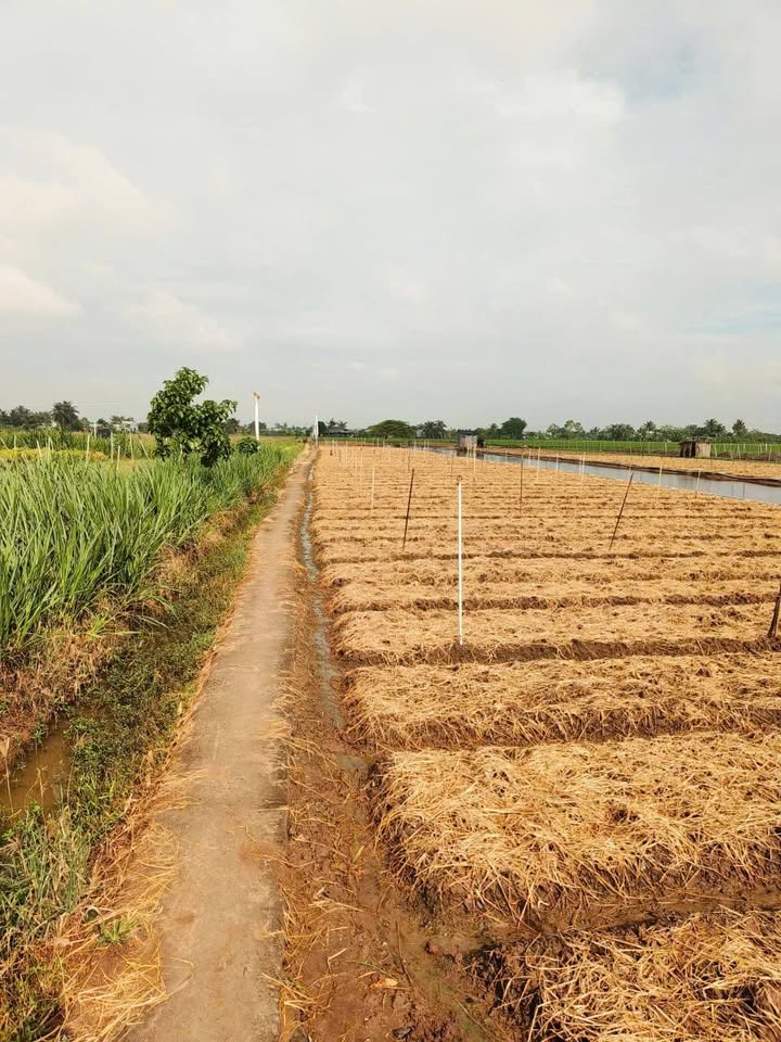 Đất gò giá rẻ tại xã Tân Thành, Gò Công 1000m² - Cơ hội đầu tư sinh lời!