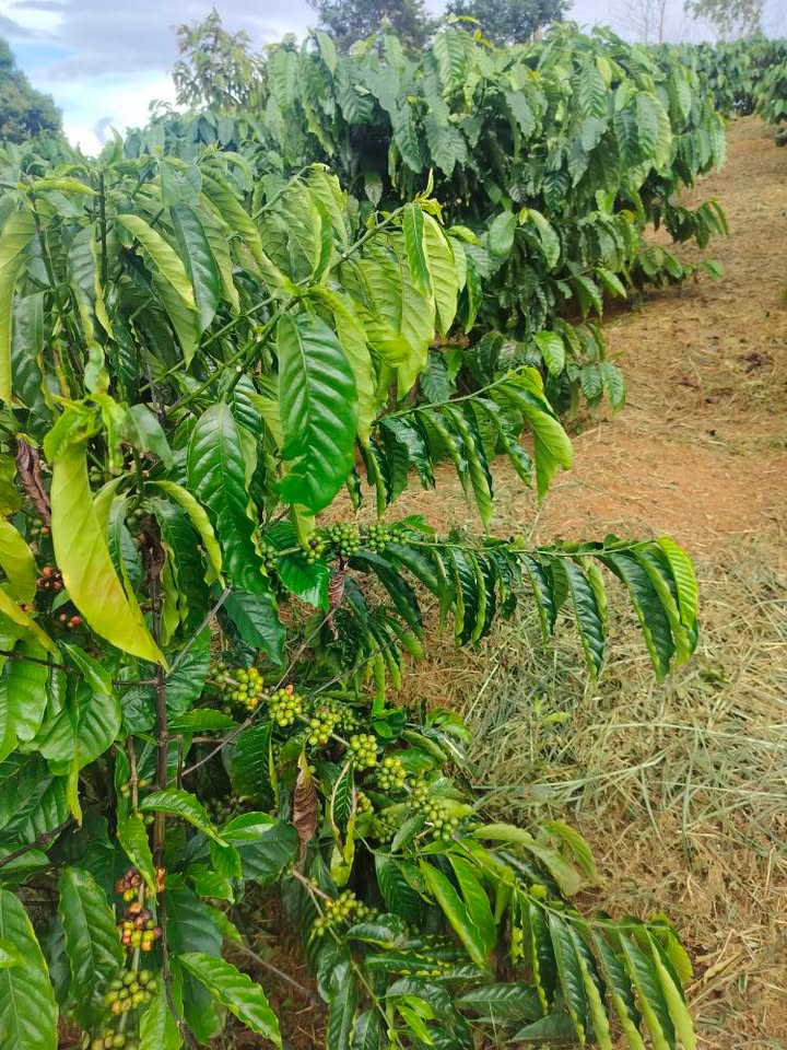 Đất nền cafe 1.7ha tại Bắc Gia Nghĩa, Lâm Đồng giá chỉ 1.7 tỷ - Đầu tư sinh lời ngay!