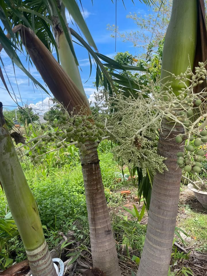 Đất thổ cư 1 sào 8 mặt tiền ở Hàm Liêm - Giá 600 triệu, thương lượng ngay!