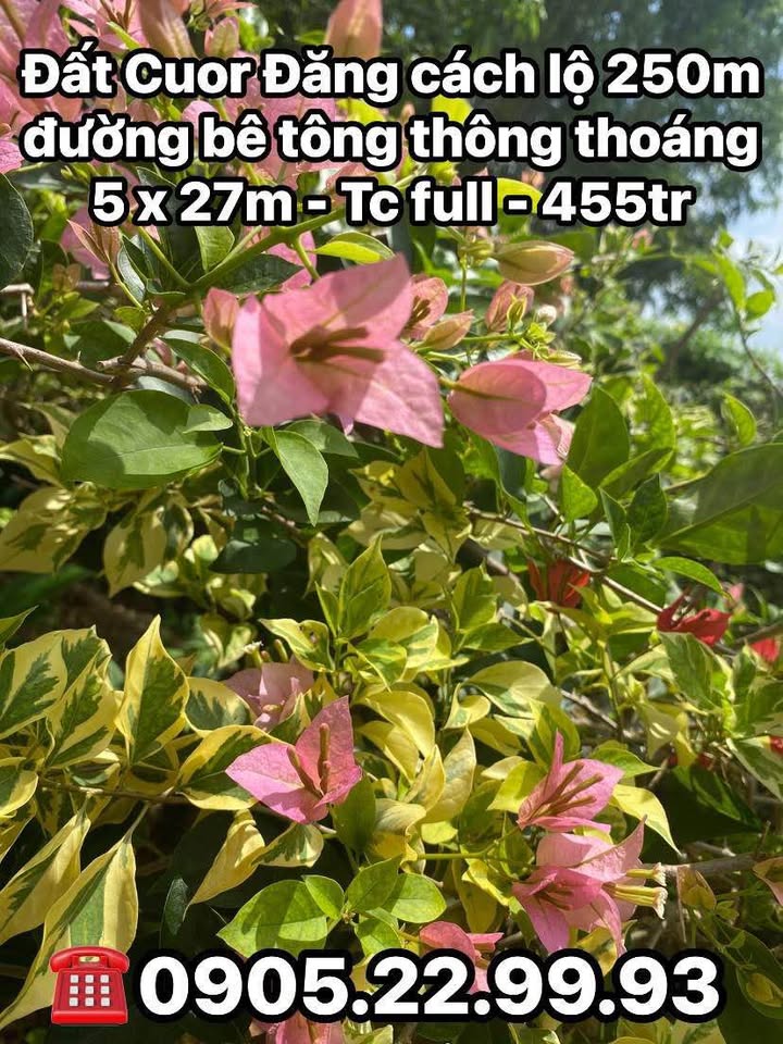 Đất thổ cư Cuôr Đăng, Cư M'gar 135m² giá 455 triệu - Hướng Tây Nam, bớt lộc!