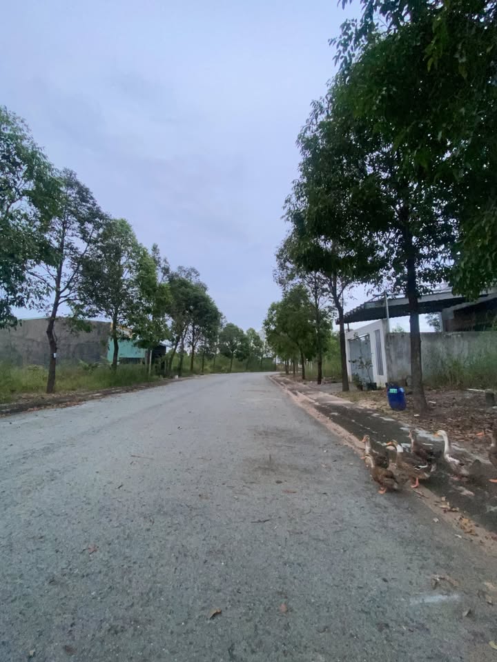 Đất nền đường N14, phường Thới Hoà, Bến Cát 150m² giá 1.5 tỷ - Đầu tư sinh lời ngay!