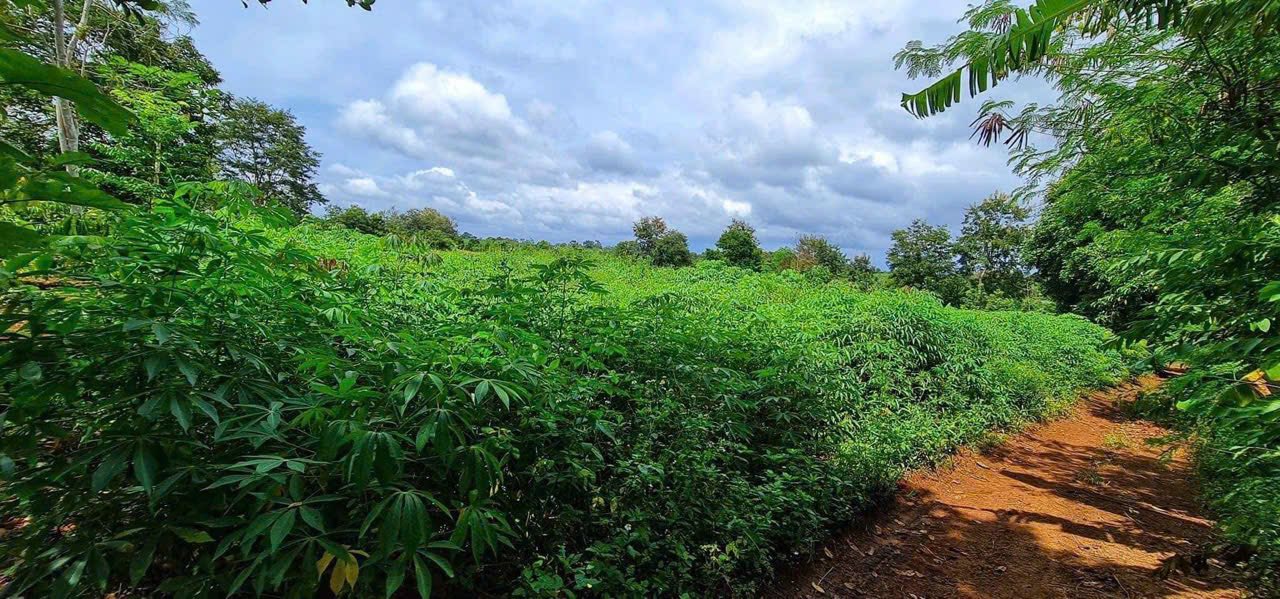 Đất cho thuê dài hạn 500m² tại xã Ea Drông, Buôn Hồ - Giá chỉ 2.5 triệu/tháng!