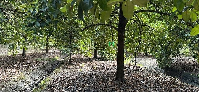 Đất vườn 2 mặt tiền Đê Sông Sài Gòn, Tân An, 2.083,4m² - Tiềm năng đầu tư cao!