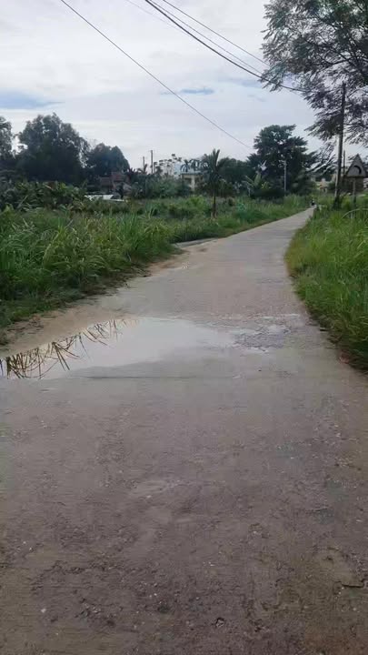 Đất lúa 3600m² tại Nghĩa Thuận, Tư Nghĩa - Cơ hội đầu tư sinh lời!