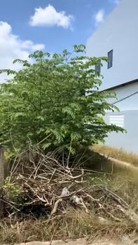 Đất mặt tiền Bà Tư Gạo, phường Trung An, TP Mỹ Tho 197m² - Bán gấp chỉ 1.29 tỷ!