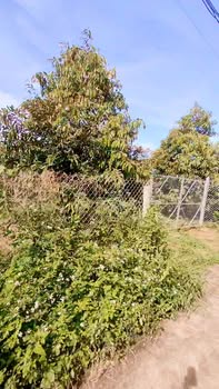 Farm sầu riêng Bảo Bình Cẩm Mỹ 1.8ha giá 400 triệu/năm - Đầu tư sinh lời hấp dẫn!