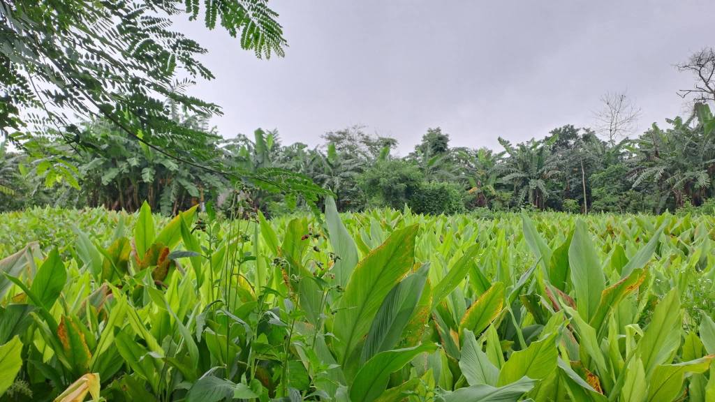 Đất Cư Huê, Ea Kar 468m² giá 28 tỷ - Sổ hồng đầy đủ, vị trí đẹp!