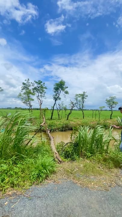 Bán vườn cây ăn trái và ao nuôi cá tại Gò Công Tây, Tiền Giang - Giá chỉ 1.35 tỷ!